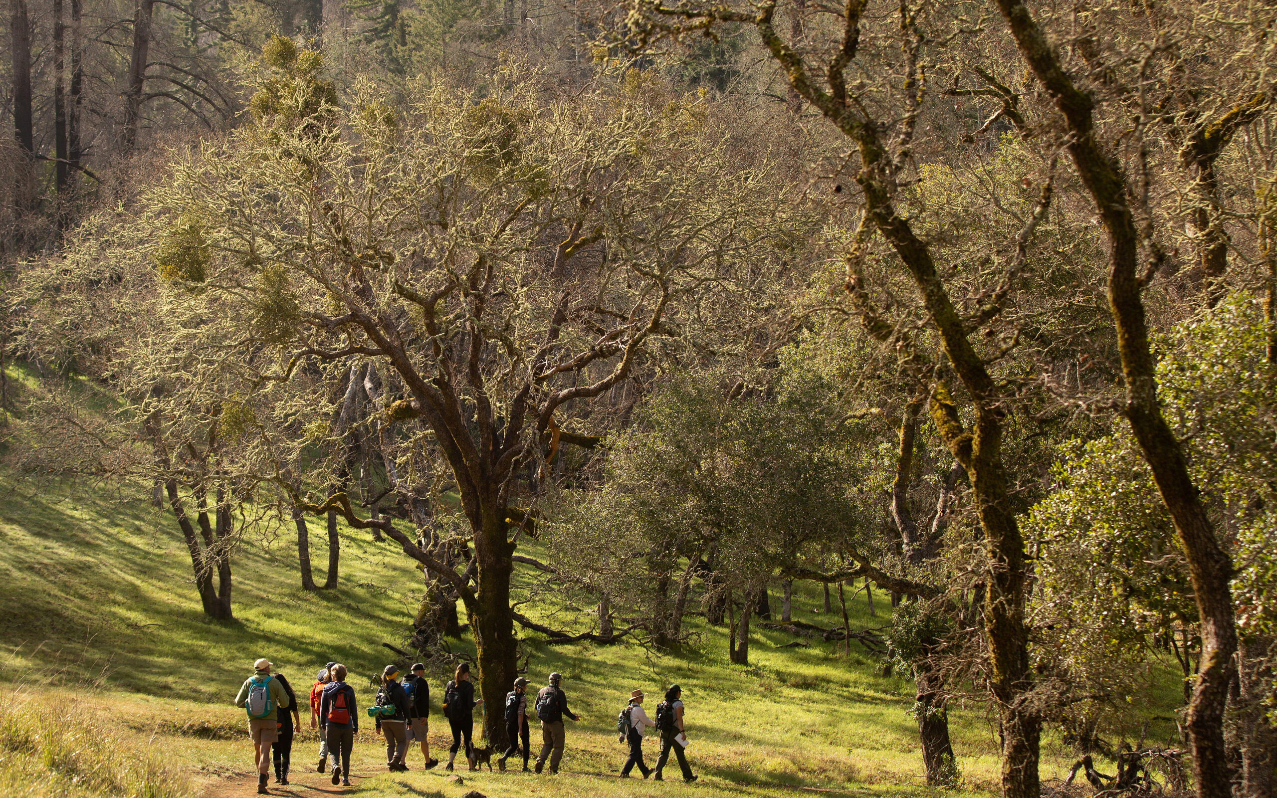 A group of hikers walk along a trail lined with oak trees at the Mark West Creek Regional Park & Open Space Preserve.