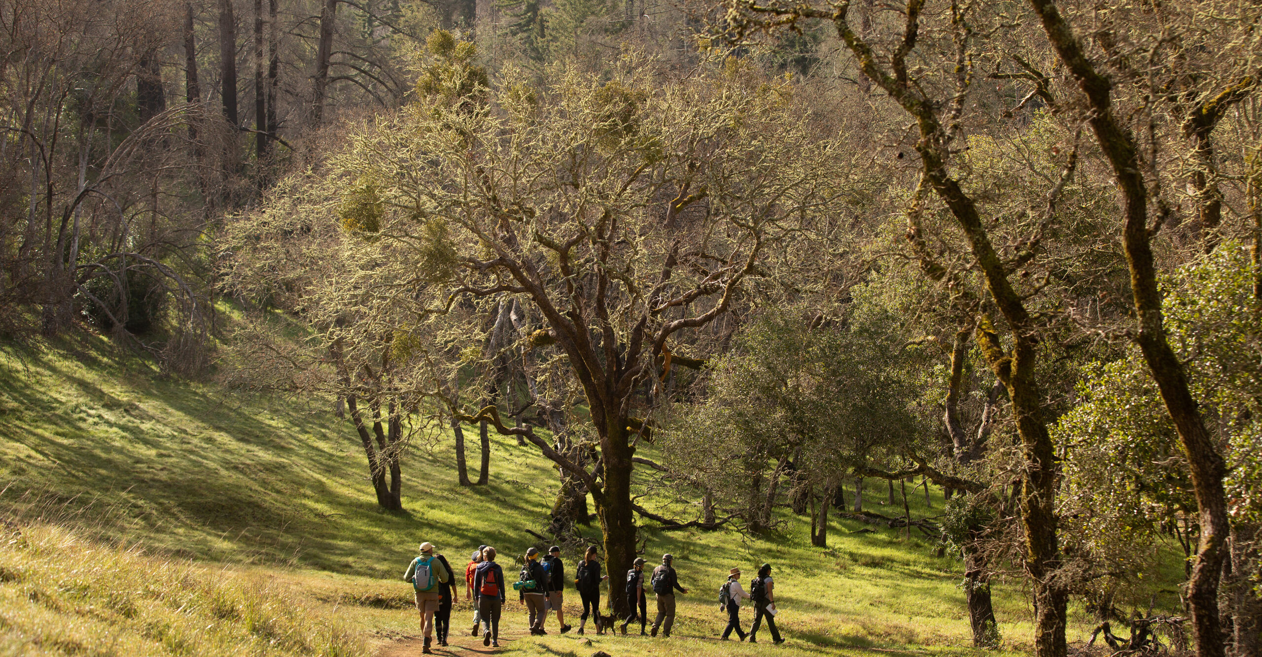 A group of hikers walk along a trail lined with oak trees at the Mark West Creek Regional Park & Open Space Preserve.